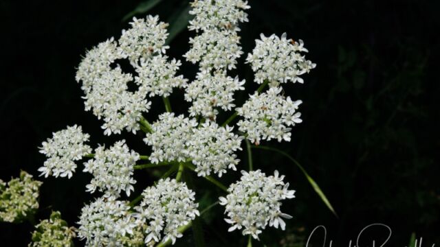 Heracleum maximum Cow parsnip, Heracleum maximum