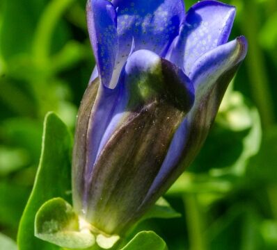 Gentiana calycosa Explorer's gentian, Gentiana calycosa