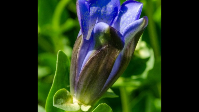 Gentiana calycosa Explorer's gentian, Gentiana calycosa