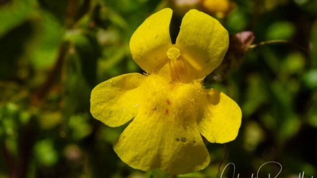 Erythranthe tilingii Larger mountain monkeyflower, Erythranthe tilingii
