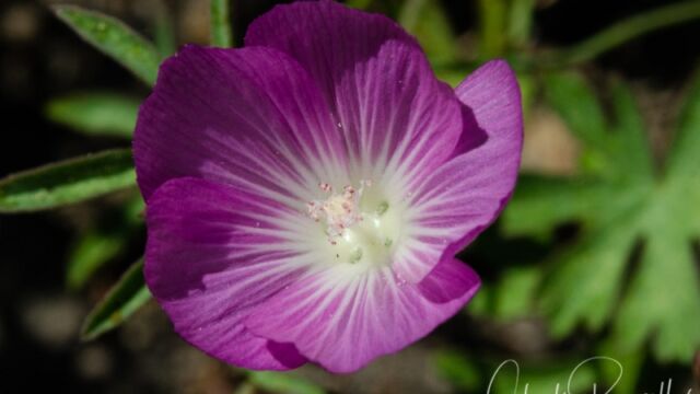 Sidalcea glaucescens Waxy checkerbloom, Sidalcea glaucescens