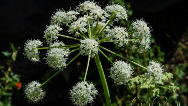 Angelica breweri Brewer's angelica, Angelica breweri
