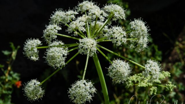 Angelica breweri Brewer's angelica, Angelica breweri
