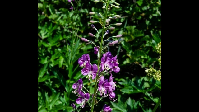 Chamerion angustifolium Fireweed