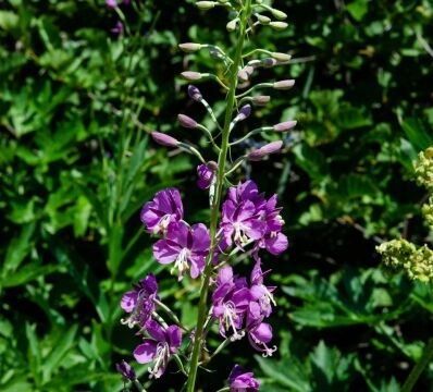 Chamerion angustifolium Fireweed