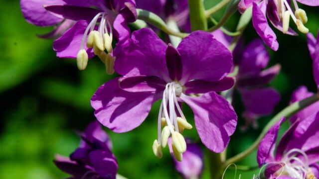Chamerion angustifolium Fireweed