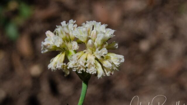 Eriogonum nudum Naked buckwheat