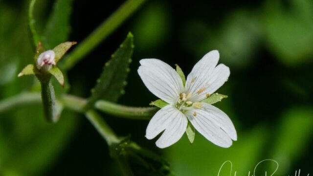 Epilobium ciliatum ssp. ciliatum Fringed willowherb