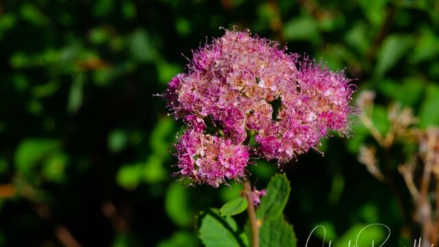 Spiraea splendens Rose meadowsweet