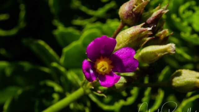 Primula suffrutescens Sierra primrose