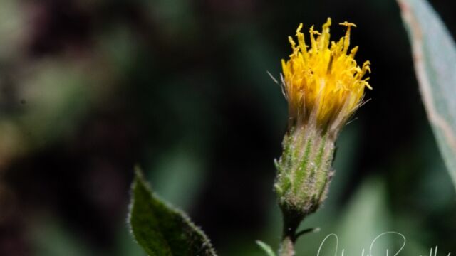 Eucephalus breweri Brewer's aster