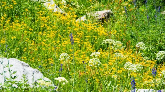The largest of the hillside seeps. This is as far as we went on this hike. Lots of flowers here Barker Pass 11
