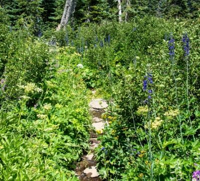 The trail continues past the seep, across the stream. Lots of Larkspur and Cow parsnip here. We didn't go past here Barker Pass 12