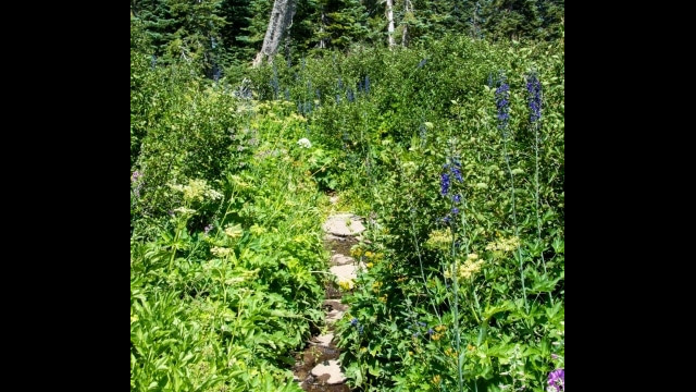 The trail continues past the seep, across the stream. Lots of Larkspur and Cow parsnip here. We didn't go past here Barker Pass 12