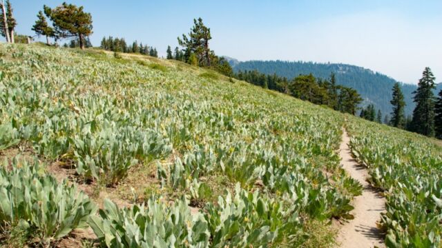 Hillside of Mules Ears and Arrowroot at the beginning Barker Pass 1