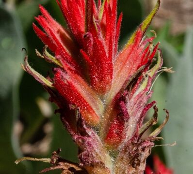 Castilleja applegatei Wavy leaf paintbrush