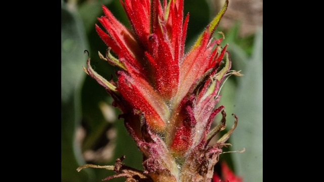 Castilleja applegatei Wavy leaf paintbrush
