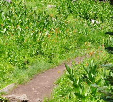 Second garden, with a small stream. Larger than the first one. At the bottom of the slope past the volcanic plug Barker Pass