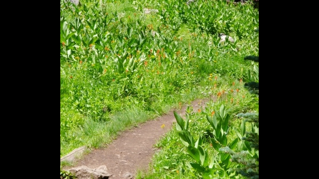 Second garden, with a small stream. Larger than the first one. At the bottom of the slope past the volcanic plug Barker Pass