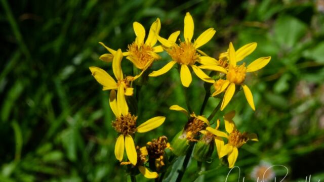 Senecio triangularis Arrowleaf ragwort