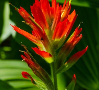 Castilleja miniata Scarlet paintbrush