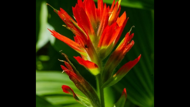 Castilleja miniata Scarlet paintbrush