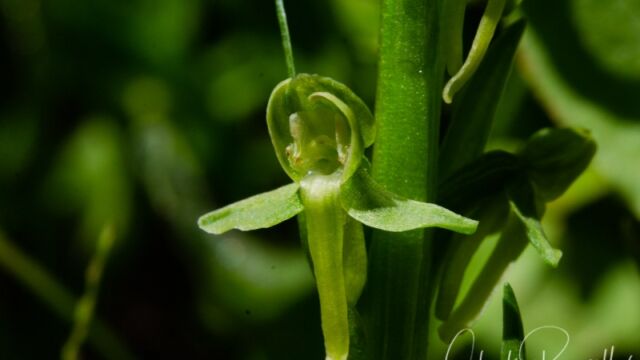 Platanthera sparsiflora Sparse flowered bog orchid