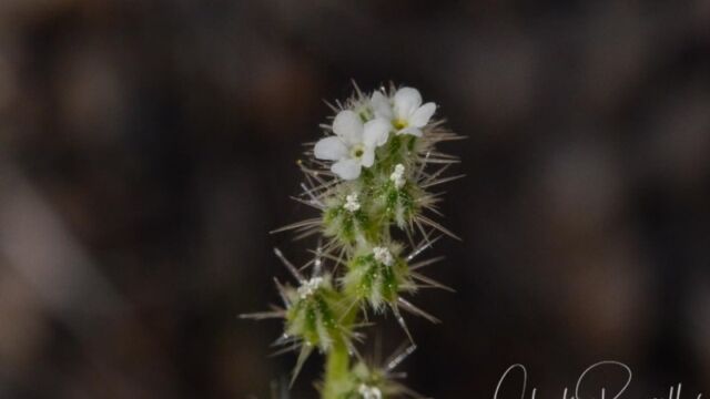 Cryptantha affinis, Big Meadow trail Side grooved cryptantha
