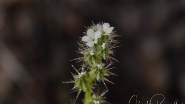 Cryptantha affinis, Big Meadow trail Side grooved cryptantha