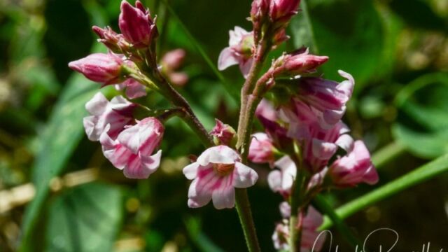 Apocynum androsaemifolium, Big Meadow trail Spreading dogbane