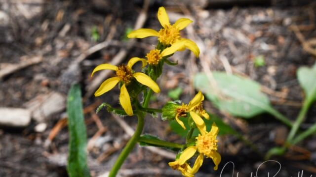 Senecio integerrimus (probably), Big Meadow trail Mountain butterweed
