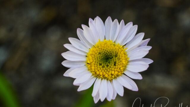 Erigeron coulteri, Big Meadow trail Coulter's daisy,