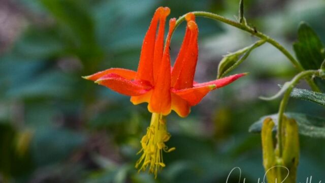 Aquilegia formosa, Big Meadow trail Crimson columbine