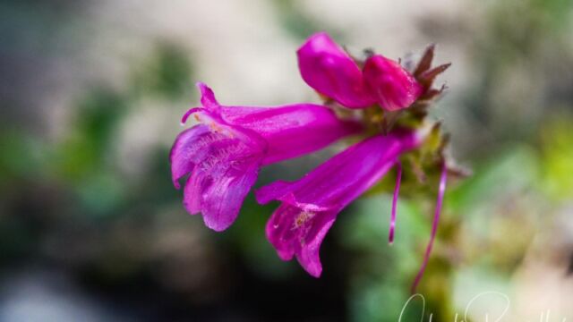 Penstemon newberryi, Dardanelles Lake Mountain pride