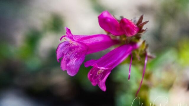 Penstemon newberryi, Dardanelles Lake Mountain pride