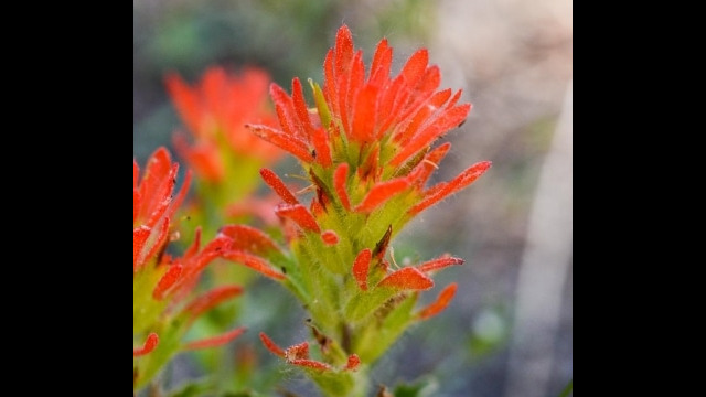 Castilleja spp., Big Meadow trail Indian paintbrush