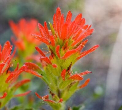 Castilleja spp., Big Meadow trail Indian paintbrush