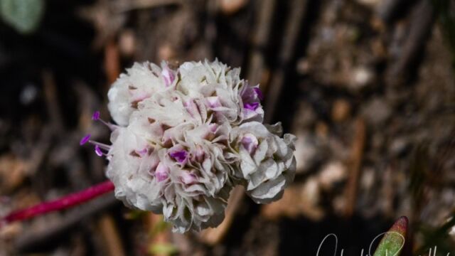 Calyptridium umbellatum, Dardanelles Lake trail Pussy paws
