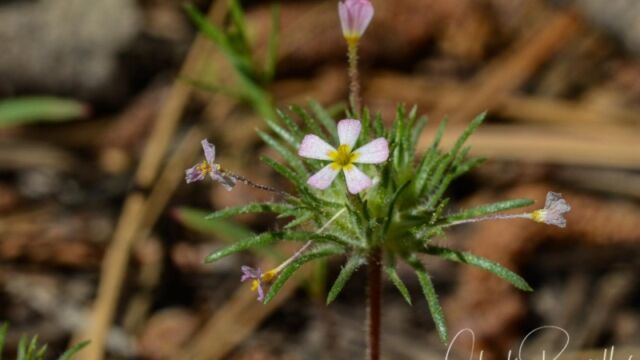 Leptosiphon ciliatus, Big Meadow trail Whiskerbrush