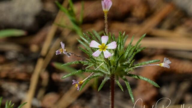 Leptosiphon ciliatus, Big Meadow trail Whiskerbrush