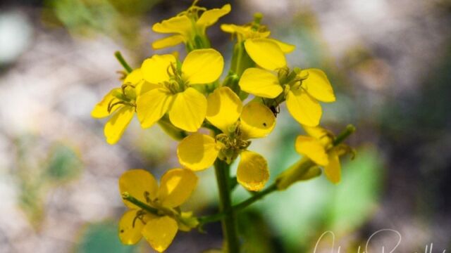 Erysimum capitatum, Big Meadow trail Western wallflower