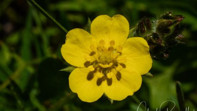 Potentilla gracilis (probably), Dardanelles Lake trail Slender cinquefoil