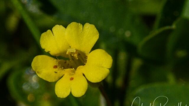 Mimulus suksdorfii, Big Meadow trail Suksdorf's monkeyflower