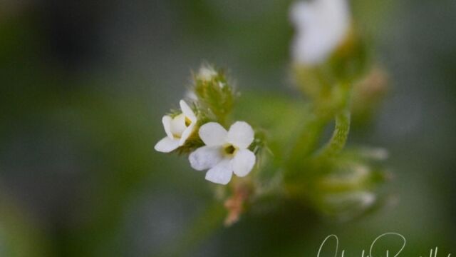 Plagiobothrys hispidulus (probably), Big Meadow trail Harsh popcorn flower