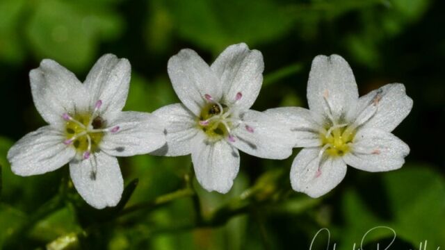 Montia chamissoi, Big Meadow trail Toad lily