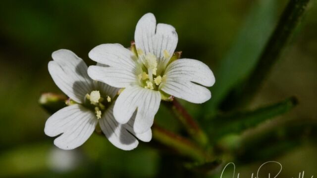 Epilobium minutum, Big Meadow trail Minute willowherb