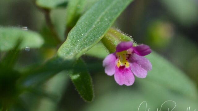 Mimulus leptaleus, Big Meadow trail Slender monkeyflower