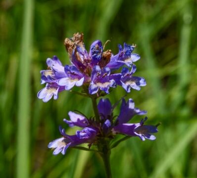 Penstemon rydbergii Rydberg's penstemon