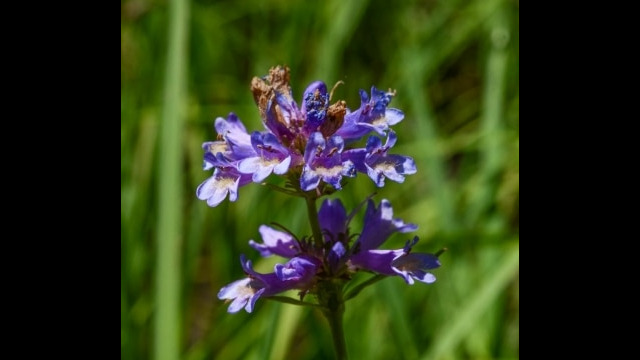 Penstemon rydbergii Rydberg's penstemon