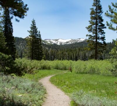 Approaching the willows before the meadow Big Meadow trail